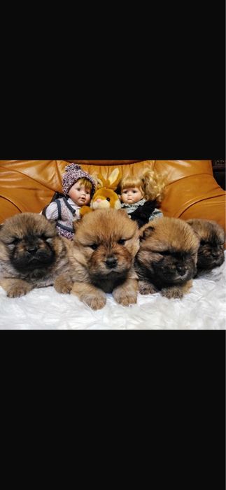 Rudy Piesek Chow Chow Rodowód Rudy Miś POTĘŻNY