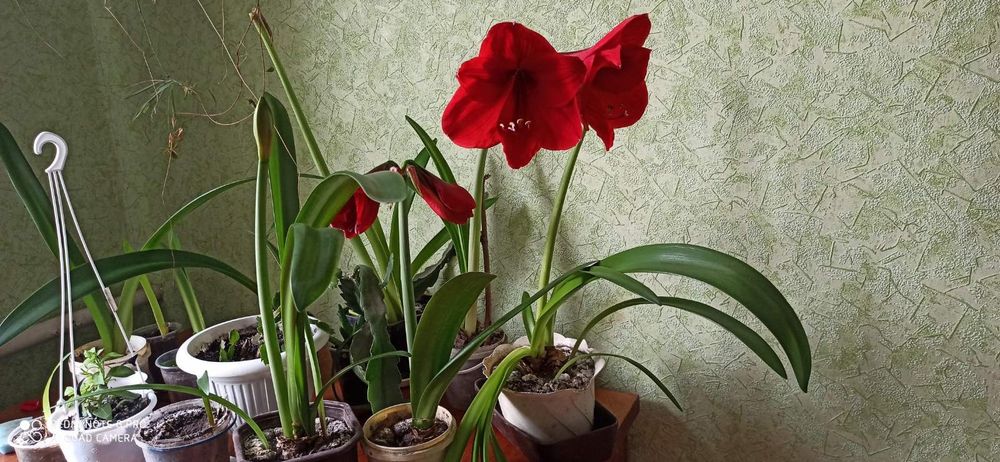 Гіпеаструм червоний та білий