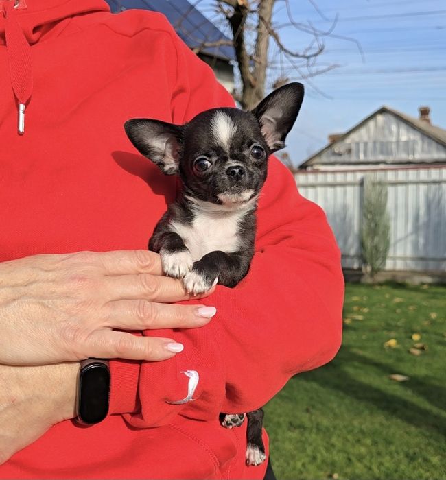 Надзвичайні красунчики чихуахуа.