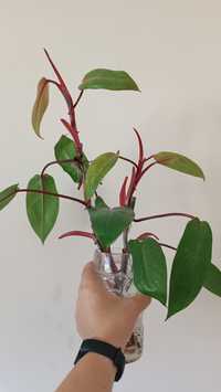 Philodendron sadzonka szczepka
