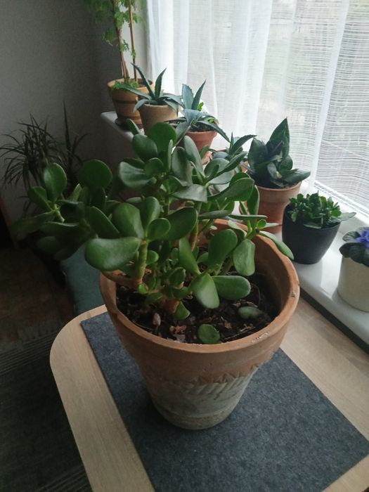 Grubosz drzewiasty w glinianej donicy