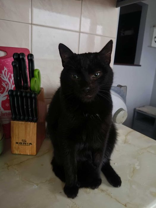 Podaruj Sigmie domek