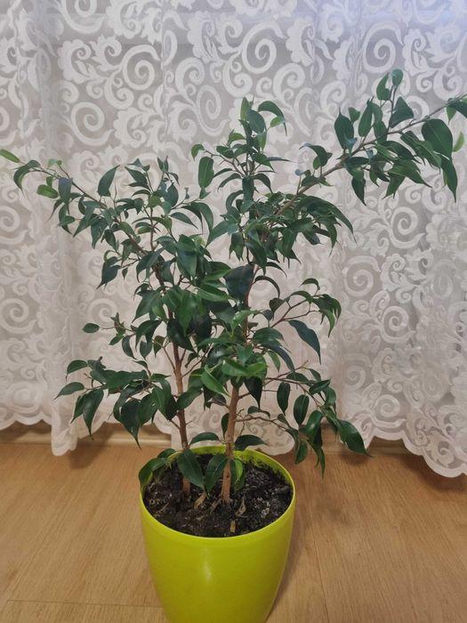 Продам вазон фікус