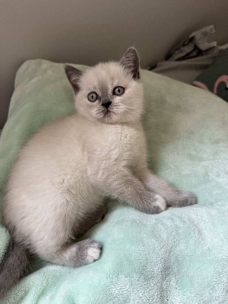 Шотландскі котики "Scottish Fold"окрас Блю Поинт