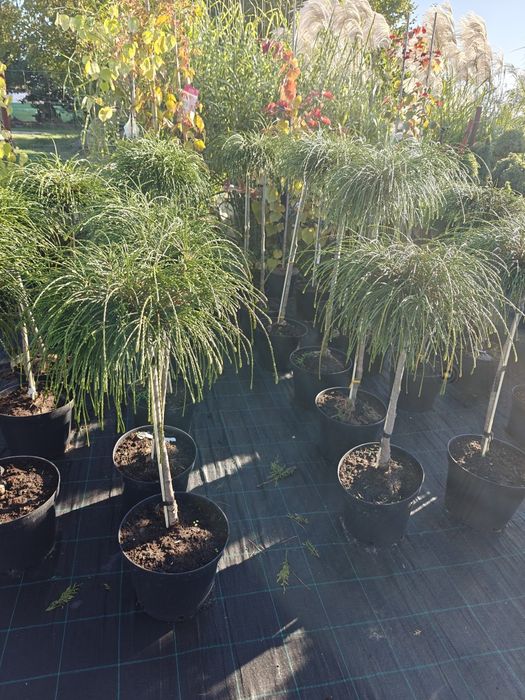 Tuja sznurkowa whipcord