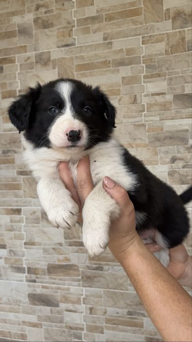 Szczaniak Border Collie