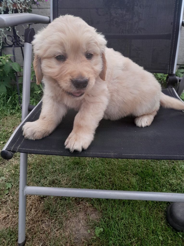 Golden Retriever
