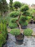 Bonsai z jałowca sprzedam