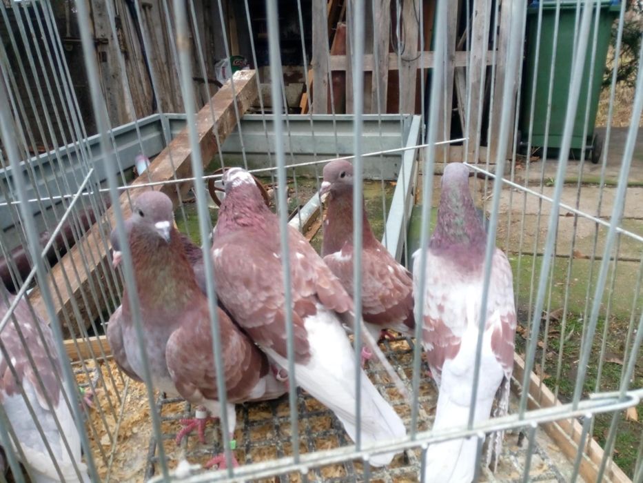 Gołębie kumru "szczekacze"