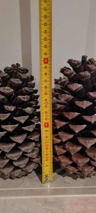 Pinhas p/ acendalha - PROMOÇÃO DE NATAL