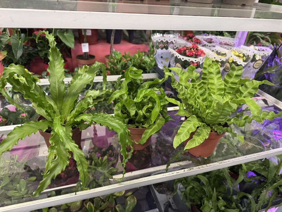 Новая партия  АСПЛЕНИУМ- шикарный папоротник