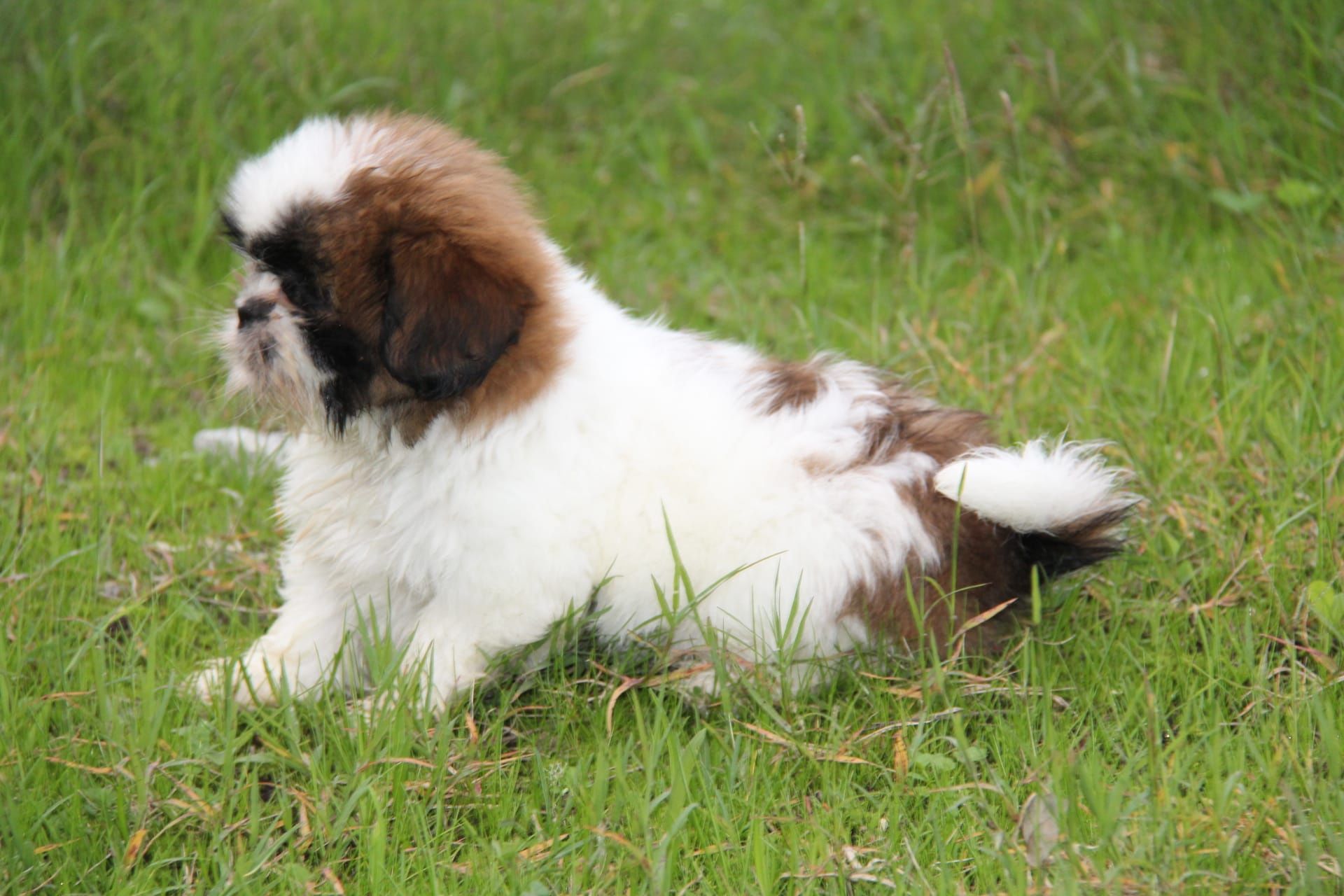Cachorro shih-tzu com Lop Pedigree