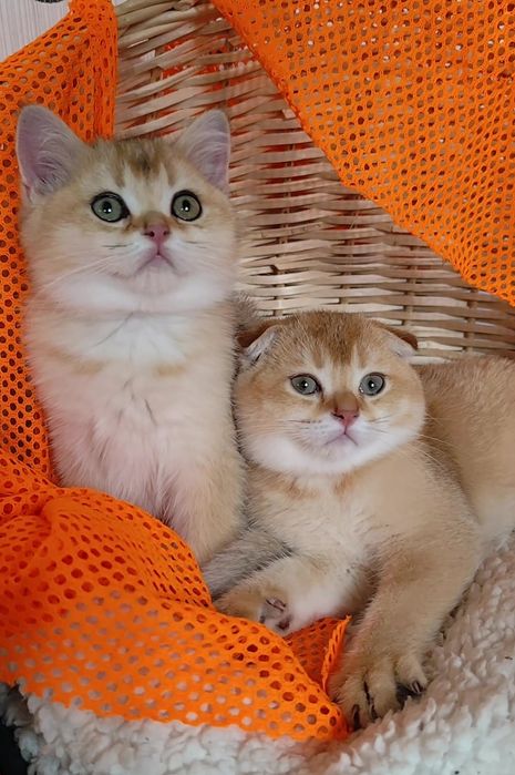 Шикарные прямоухие вислоухие котята шотландская золотая шиншилла