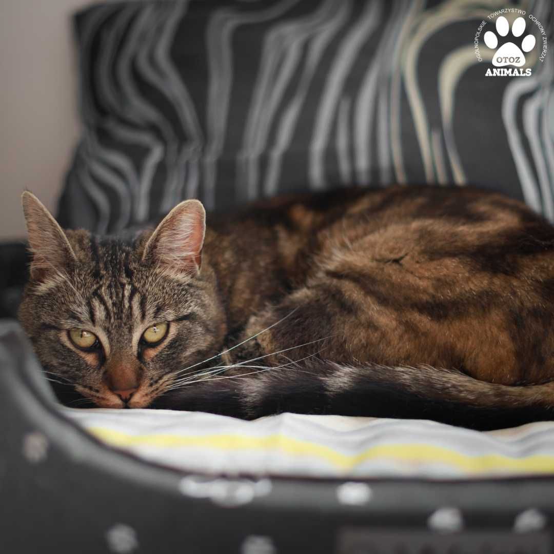 Kocurek Bonifacy do adopcji!