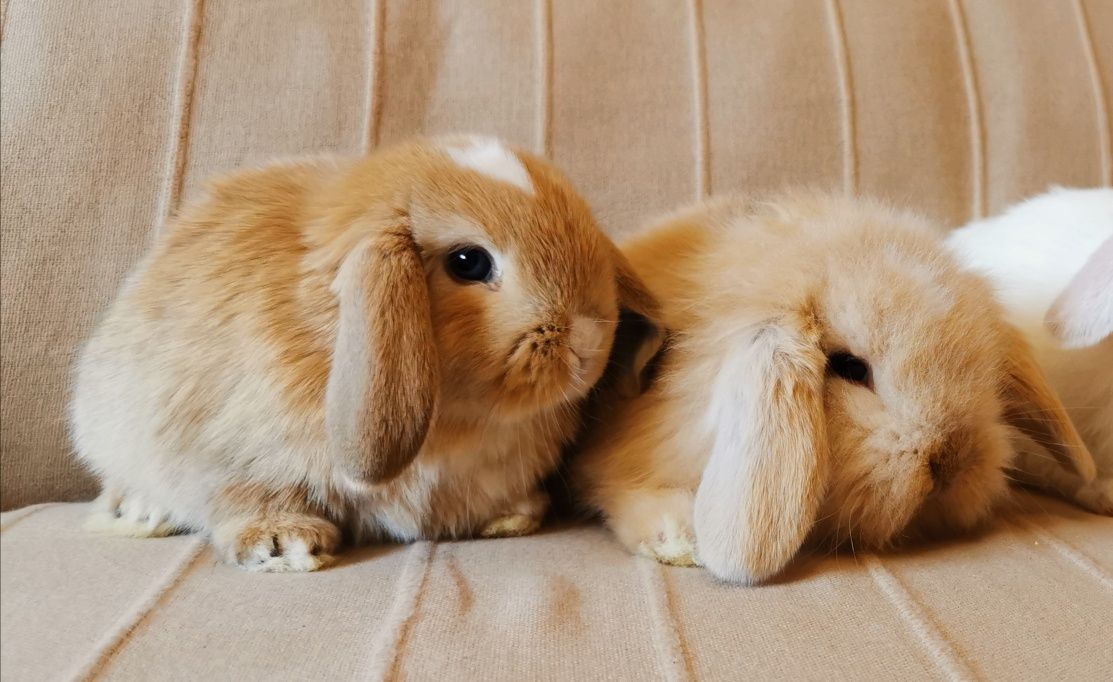 Coelhos anões orelhudos + gaiola nova + alimentação adequada