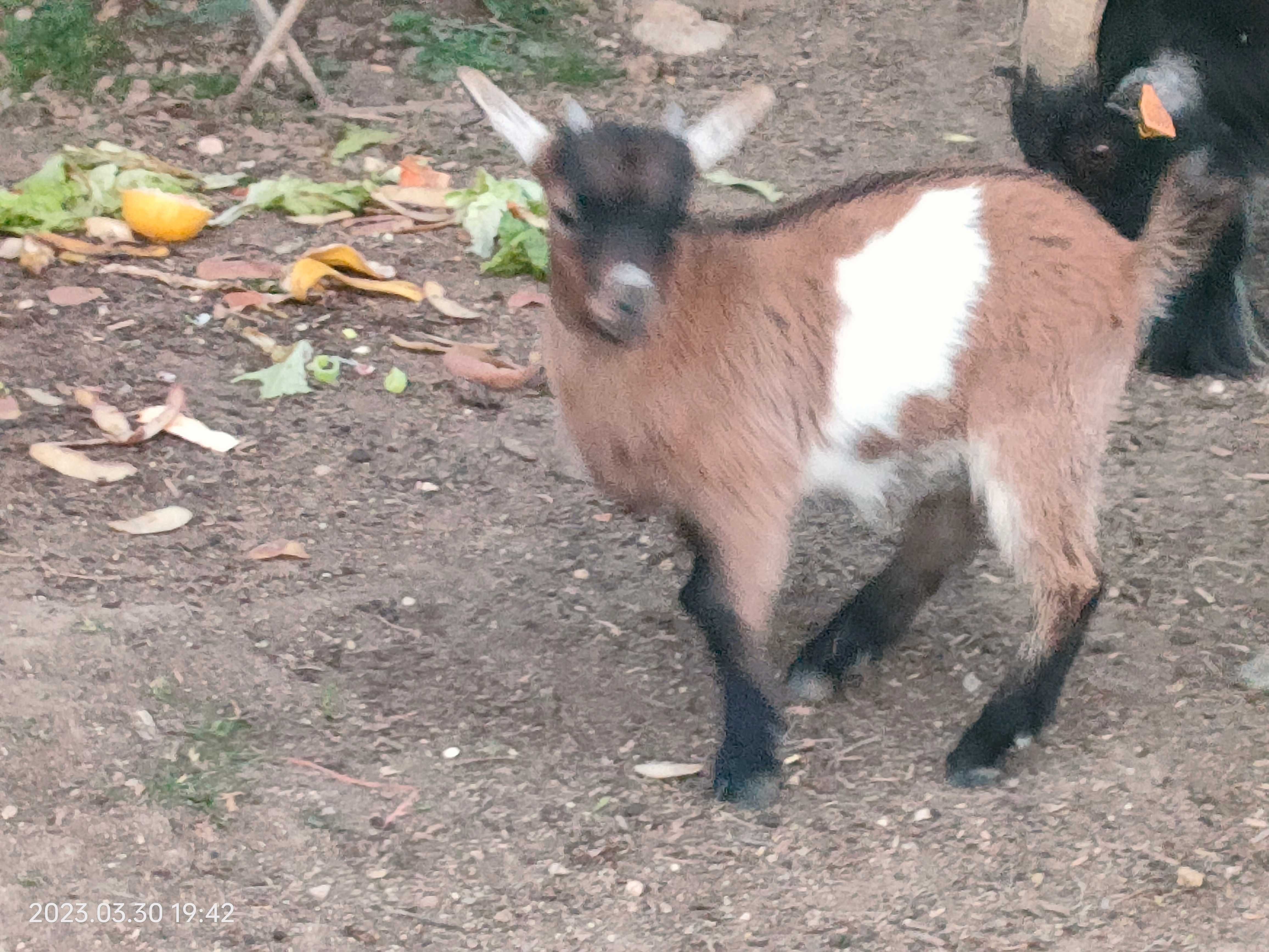 Cabras anãs habituadas a outros animais