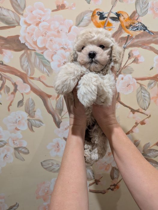 Щенки мальтипу светлые