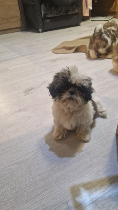 Piękna suczka gotowa na zamianę domu