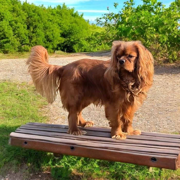 Cavalier charles spaniel king zapowiedz miotu