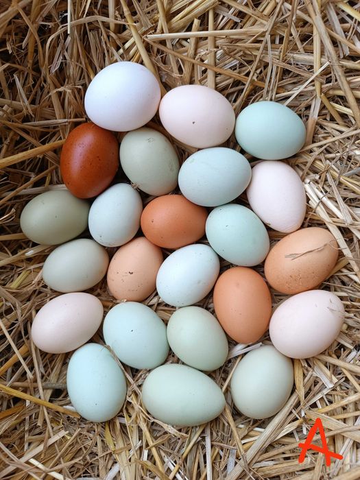 Jaja,jajka lęgowe mix