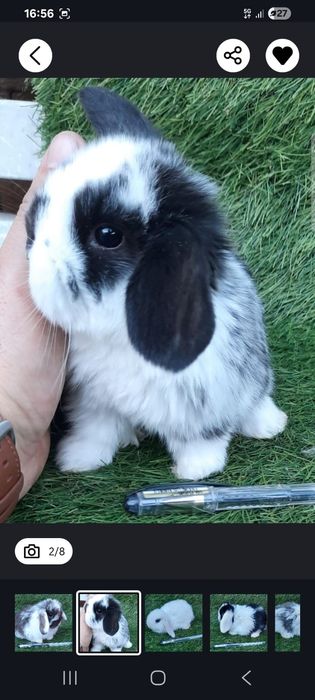 Coelhinhos anões várias raças