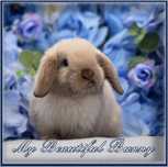 Piekny Królik 100% Mini Lop - Cream