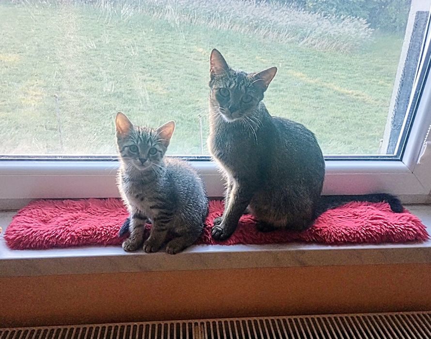 Dwie 14 tygodniowe kotki szukają niewychodzących domów