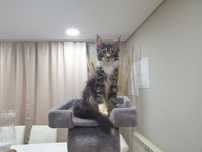 Macho Maine Coon com Lop