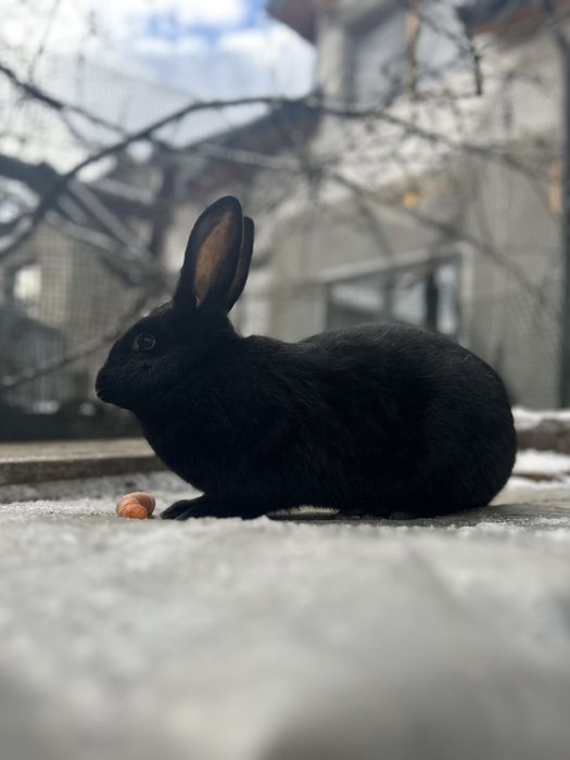 Króliki - młode mieszańce