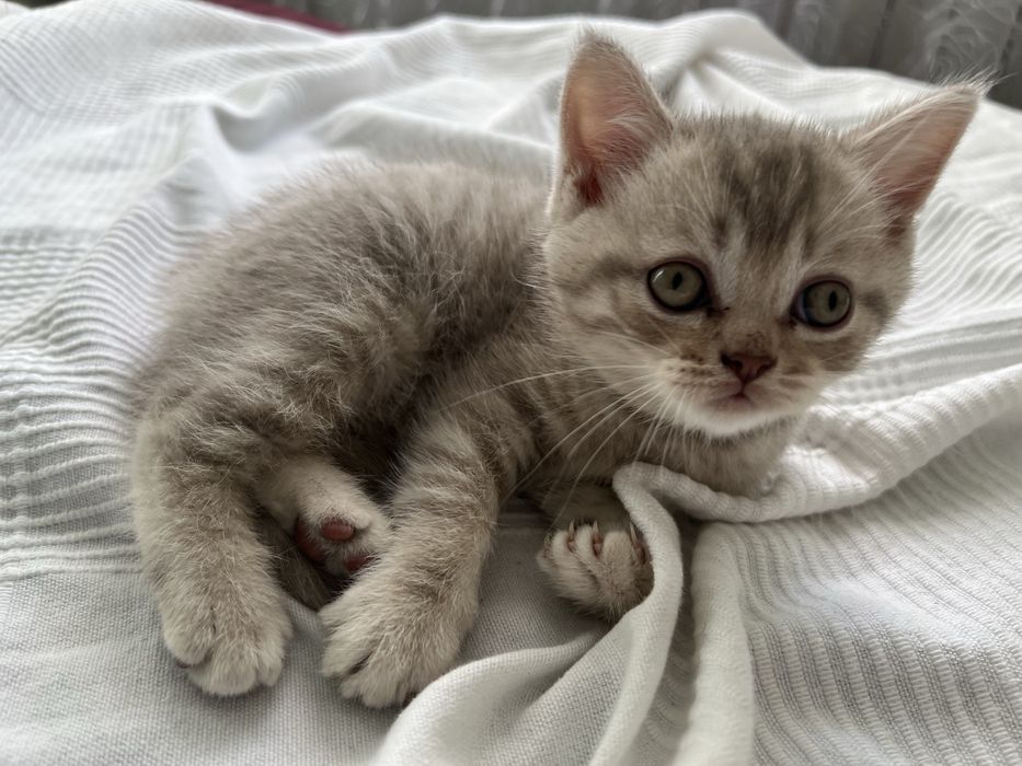 Хлопчик Шотландське прямовухе кошеня