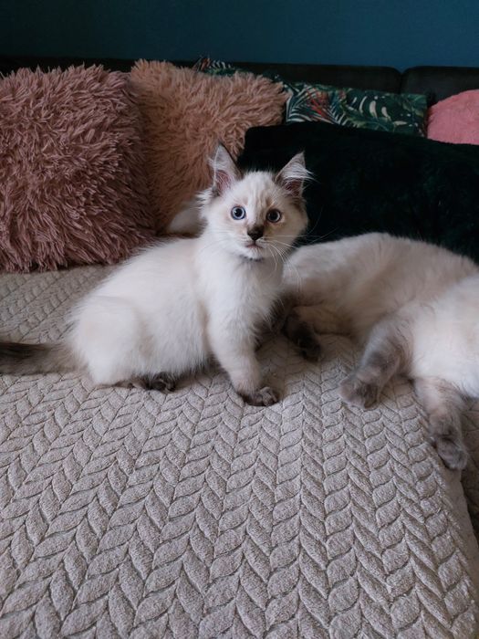 CASSIEN  kocurek  Ragdoll FPL/FIFE