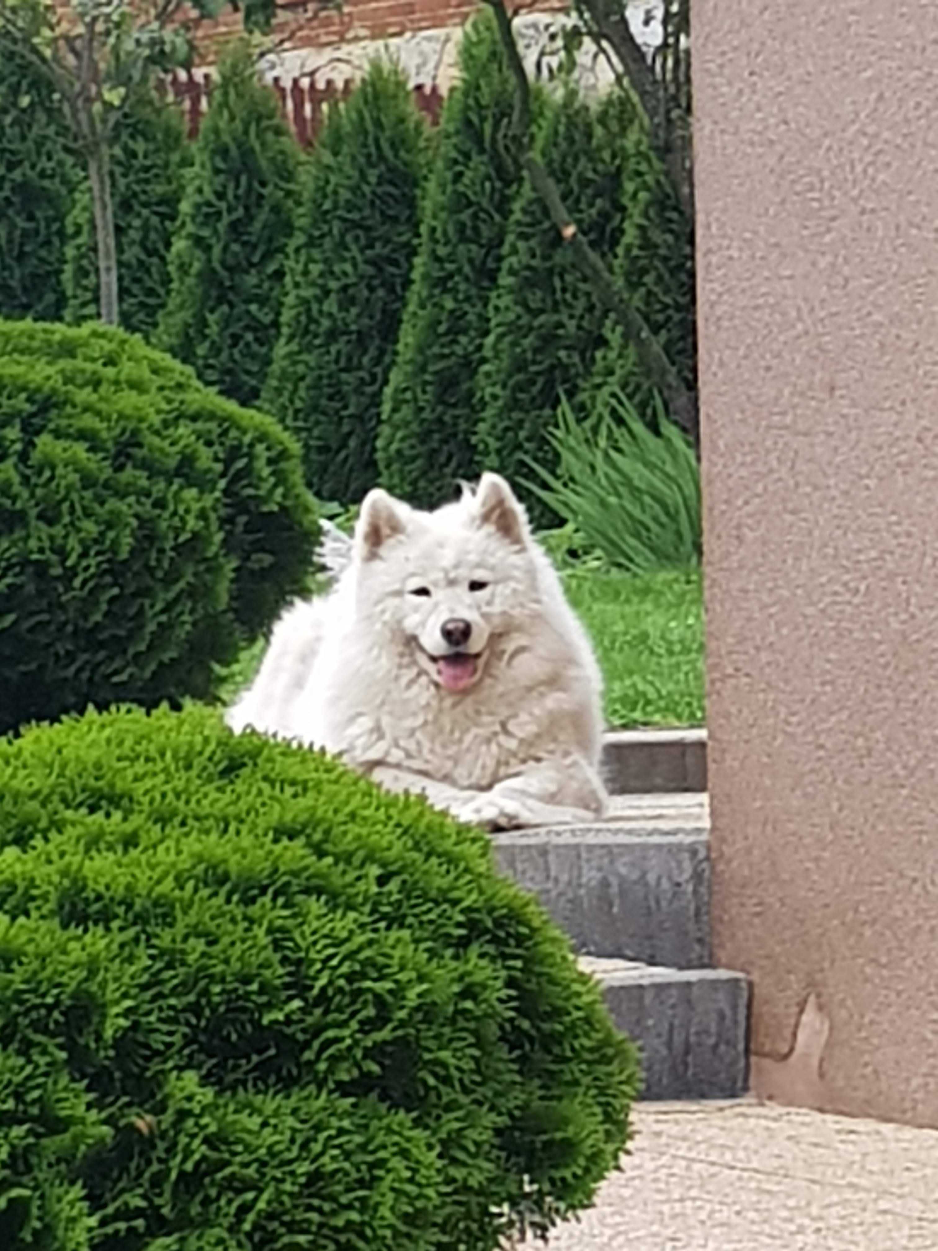 Szczeniak Samojed Samoyed rodzice FCI, GOTOWE DO ODBIORU