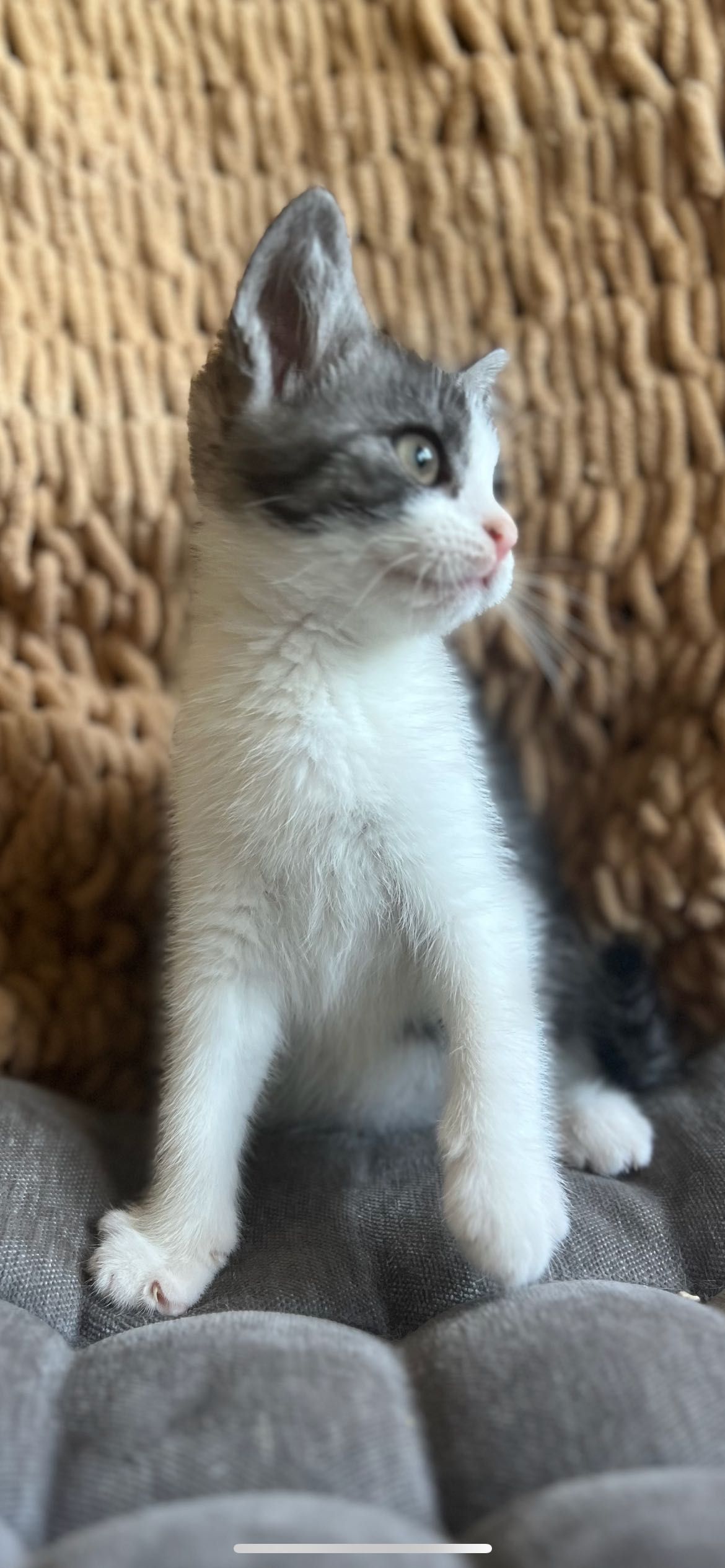 Кошенята шукають дім