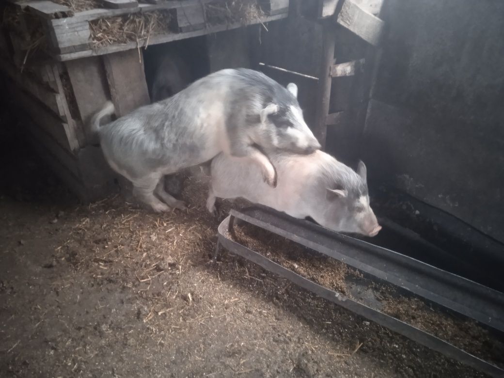 Свині в'єтнамські спаровані з карвалом (в'єтнамець плюс мангал) поросн
