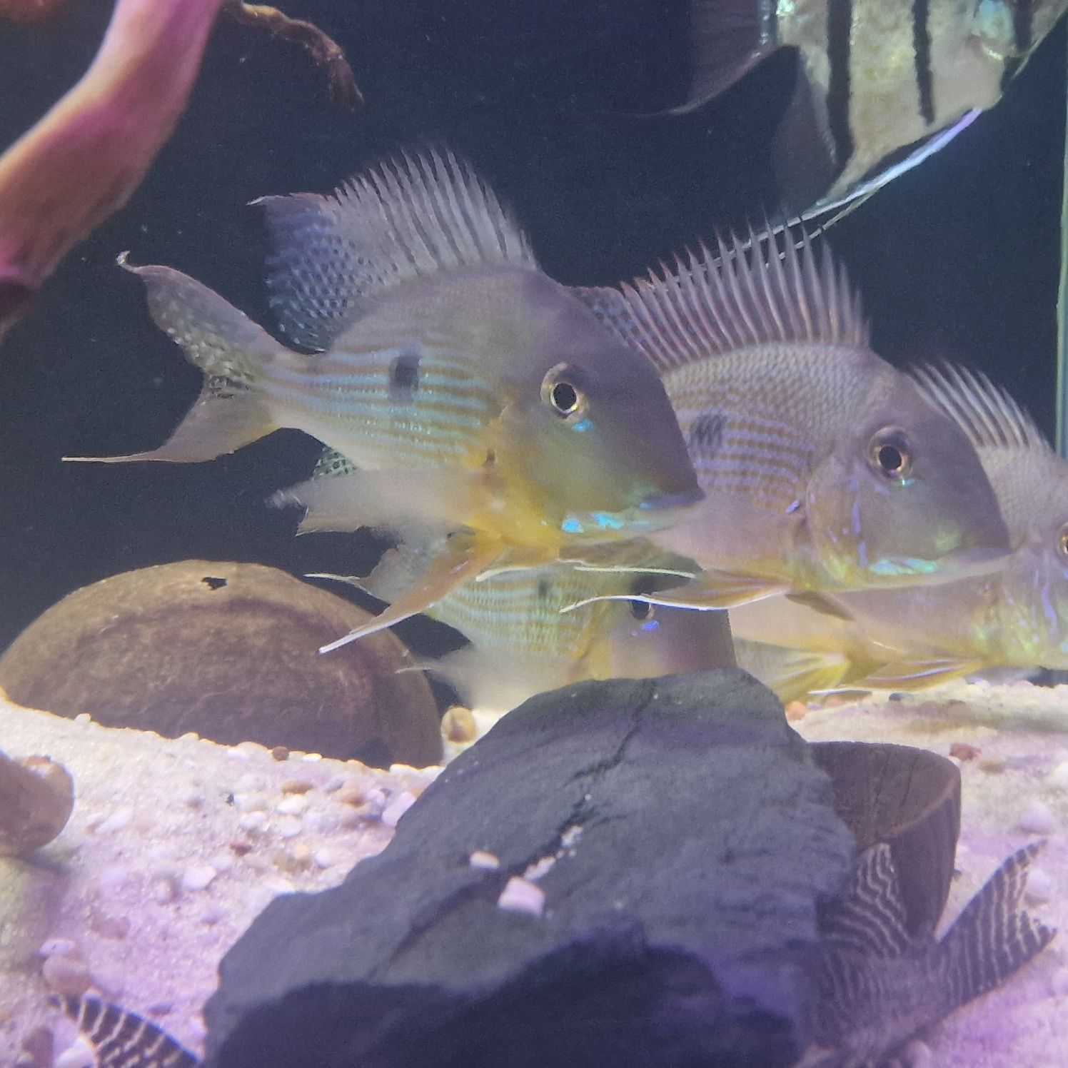 JEDYNE TAKIE W POLSCE, dobrana para Ziemiojad geophagus neambi dziki