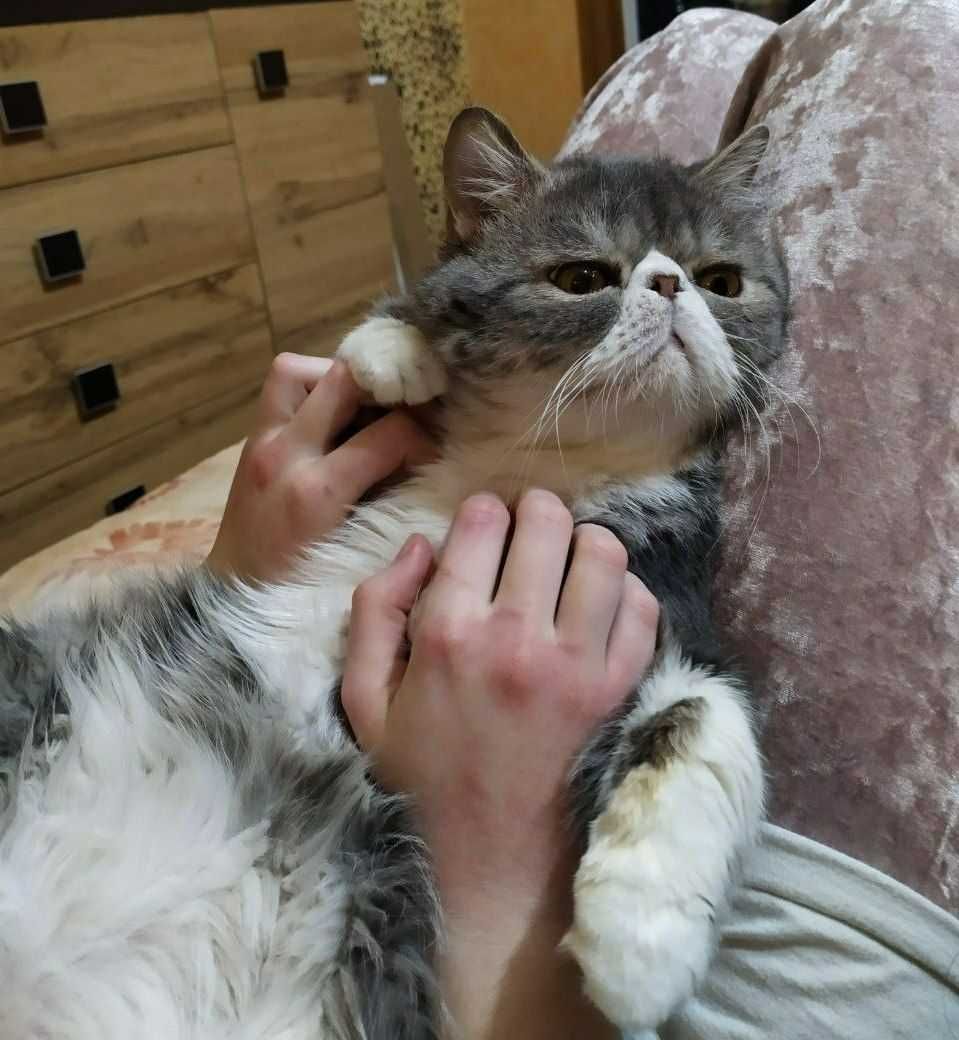 Кот перс экзот приглашает на вязку