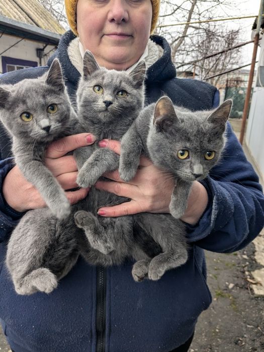 Кошенята метиси Меліса, Марта та М'ята шукають родини