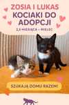 Cudowne kociaki szukają super domku