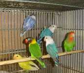 Tenho gaiolas par troca por aves agaporne ring neck caturras ou outras