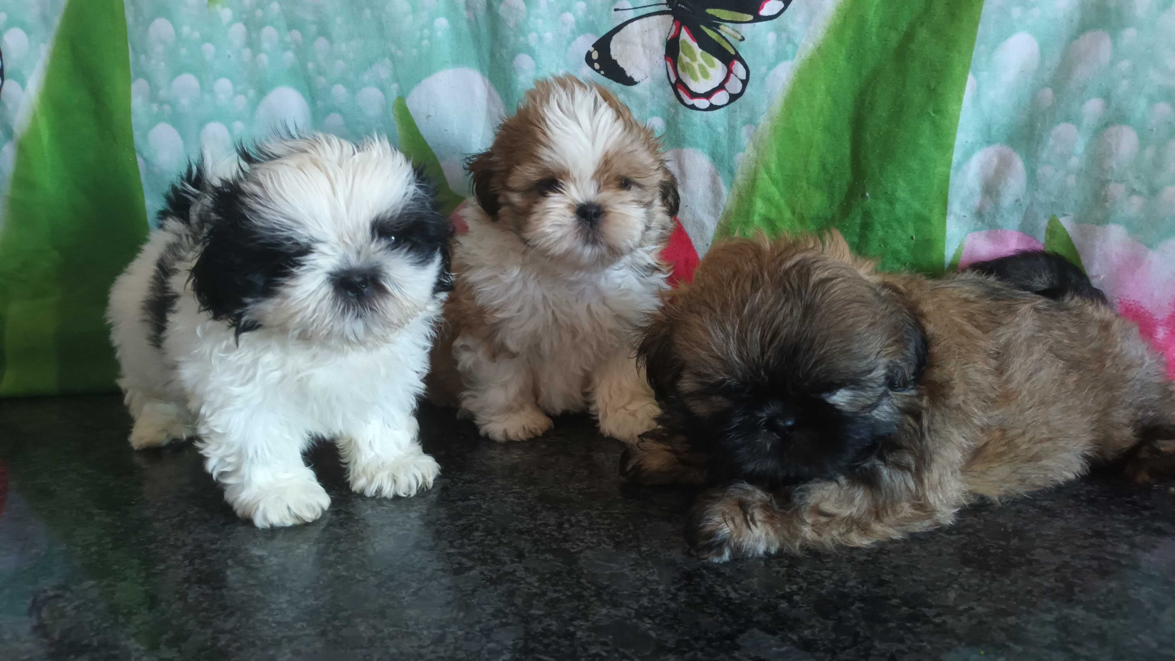 Shih Tzu piesek z rodowodem SWKIPR