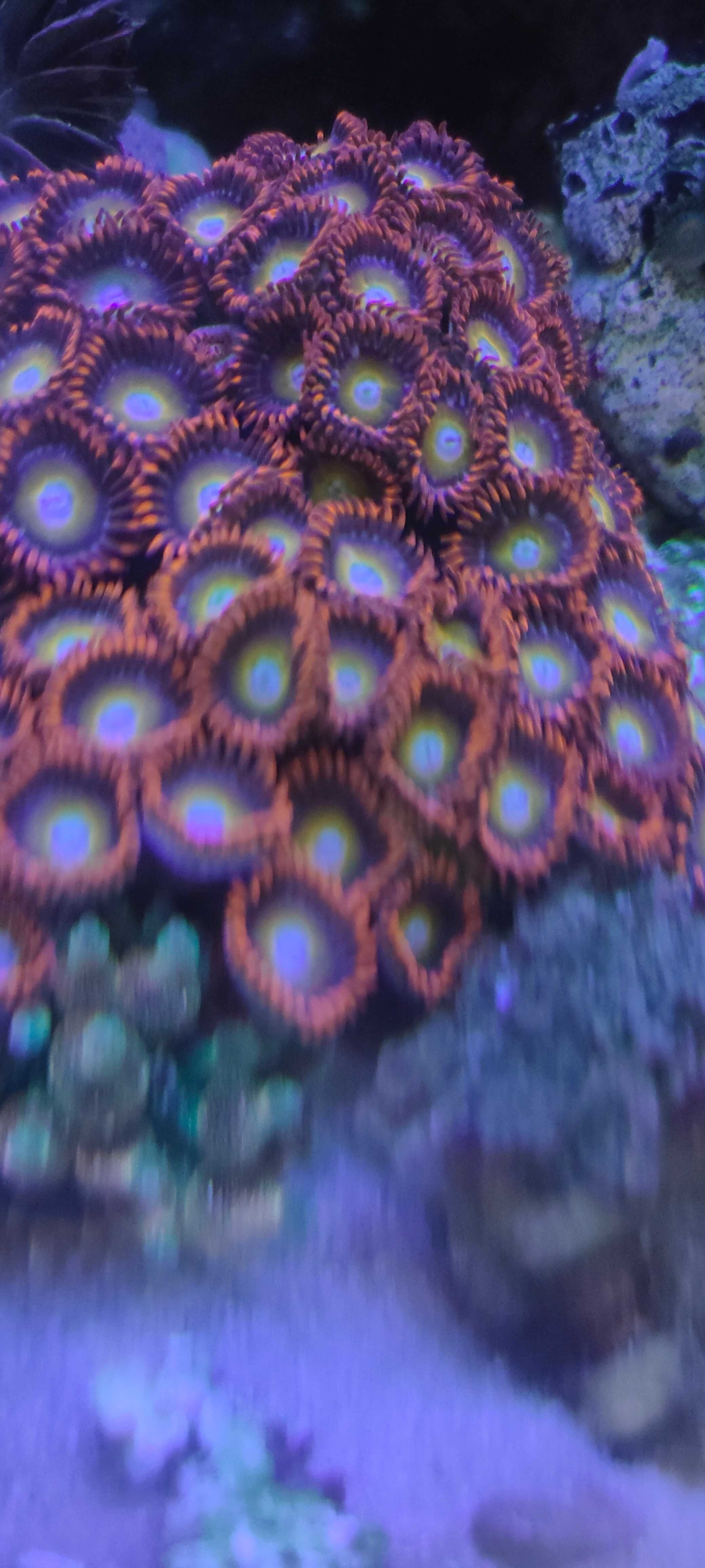 Zoanthus Blonde B