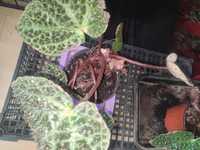 Begonia  doniczka Forex