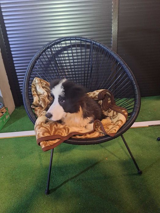 Border collie szczeniak przepiękna suczka szuka domu