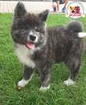 Akita Inu chłopiec Kiro FCI/ ZKwP