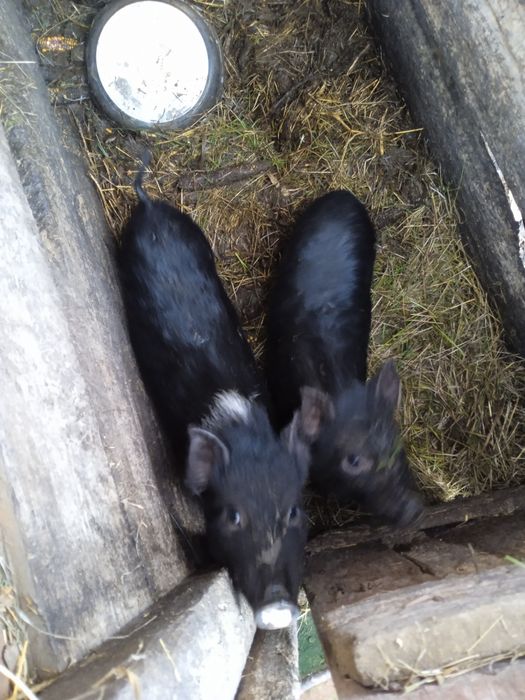 Продам в'єтнамських поросят