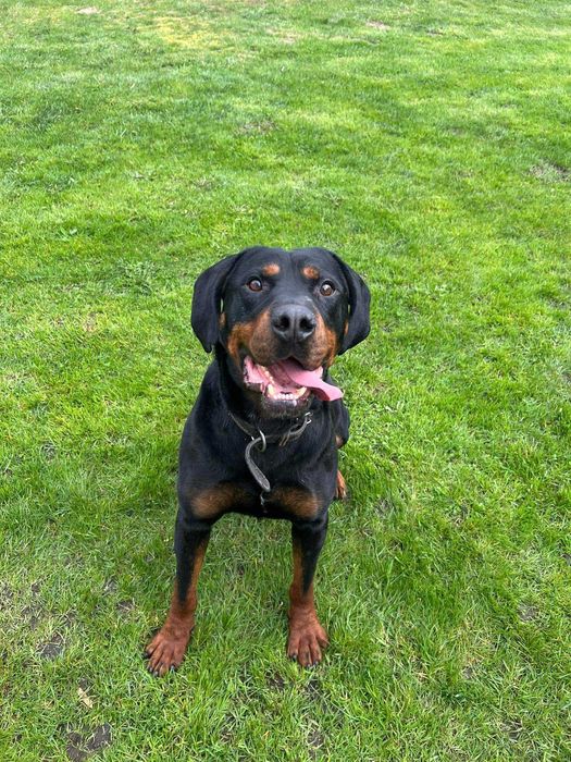 Gończy polski  Mundek  szuka  domu -schronisko Zgierz -aktualne