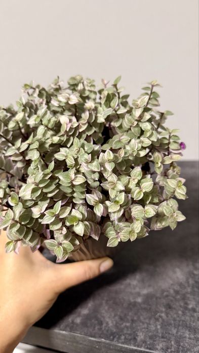 Традесканція триколор сциндапсус епіпремнум