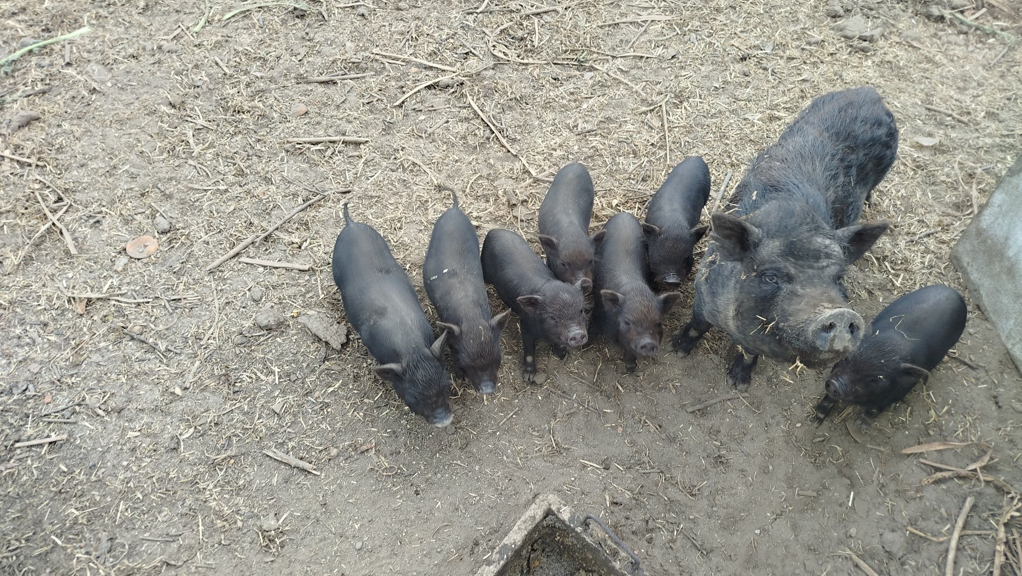 Porcos vietnamitas bebés bem gordinhos
