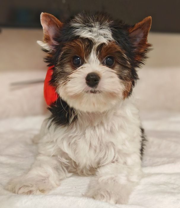 Хлопчик Бiвер Йорк з коротким носиком.