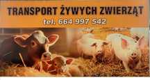 Transport Przewóz Zwierząt Świnie Warchlaki